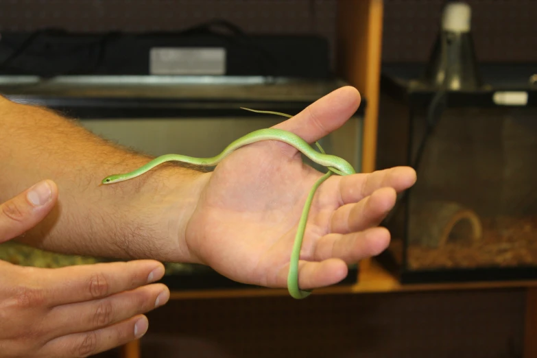 a green snake is on its fingers while being held up