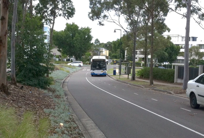 bus on roadway in residential area of city with many trees