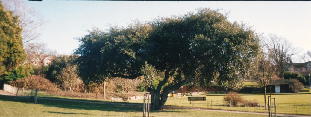 a green park with trees and some houses