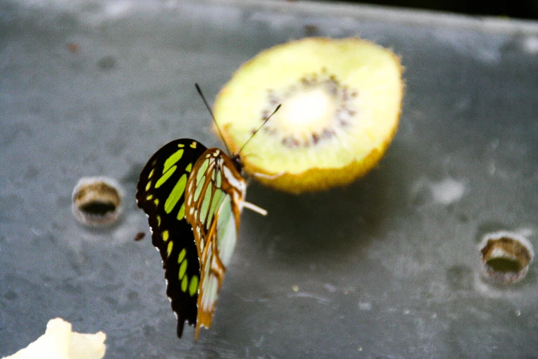 a large erfly is eating the yellow apple