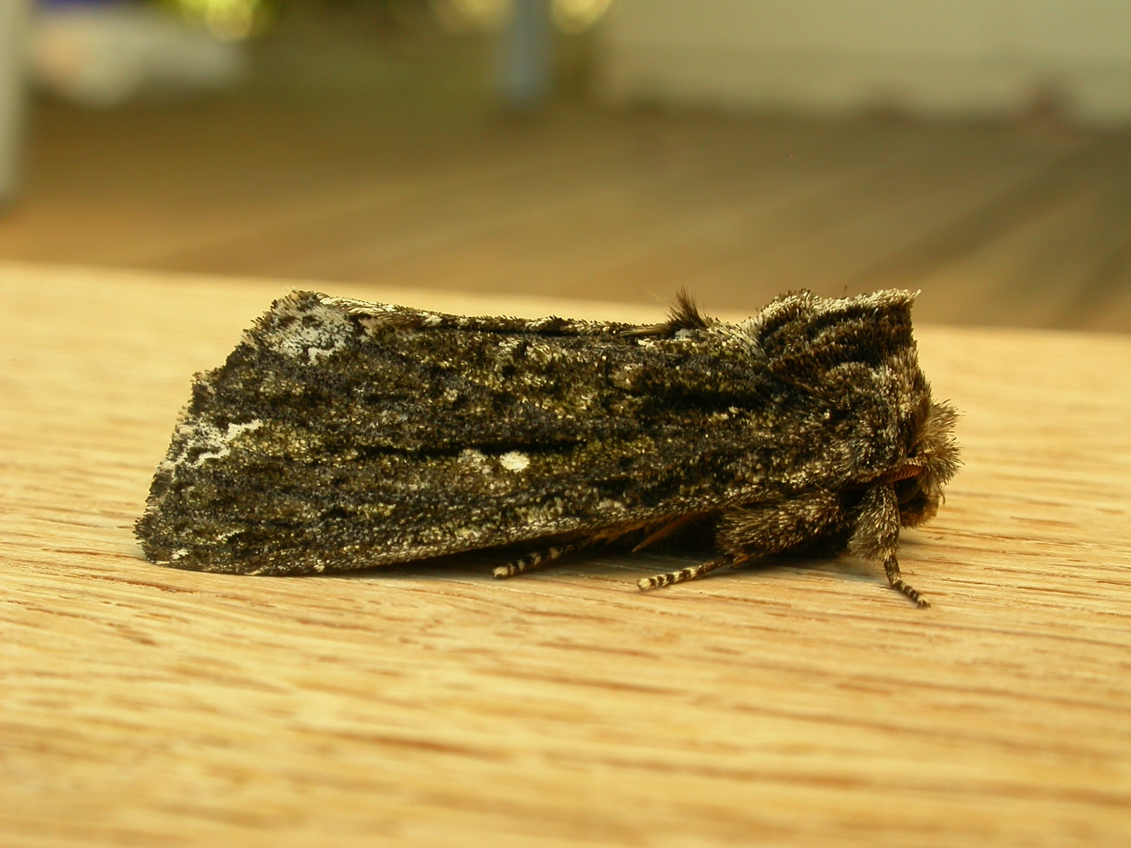 closeup of small grasshopper looking insect on a wooden surface