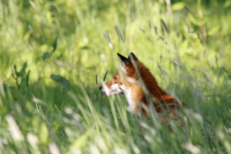 a fox looking out over some grass and plants