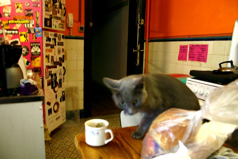 a gray cat drinking from a cup next to a microwave