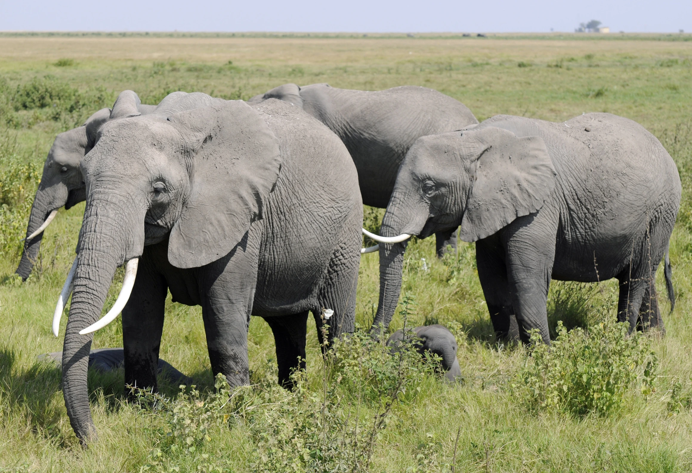 a herd of elephants standing on top of a grass covered field