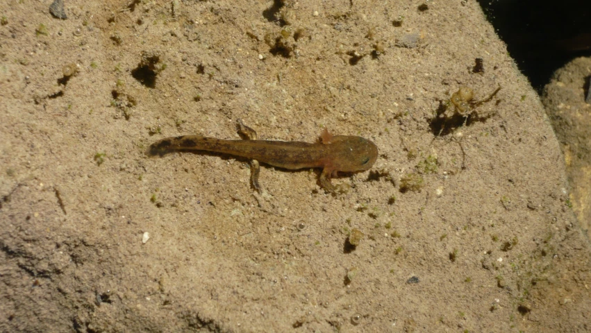 the small lizard is walking on the sand