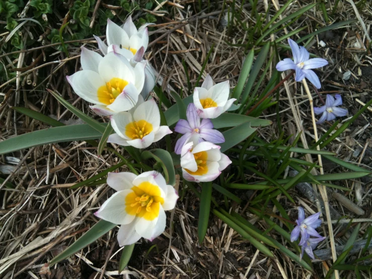 some little white and yellow flowers near some grass