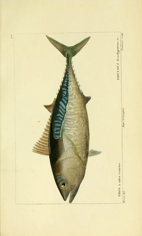 illustration of fish overhanging on tail from an album with drawings of fish, 19th - century