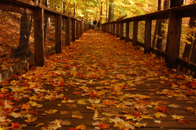 a very long bridge covered with lots of leaves