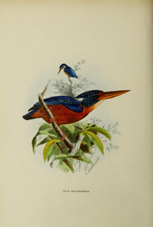 a drawing of a colorful bird sitting on a nch