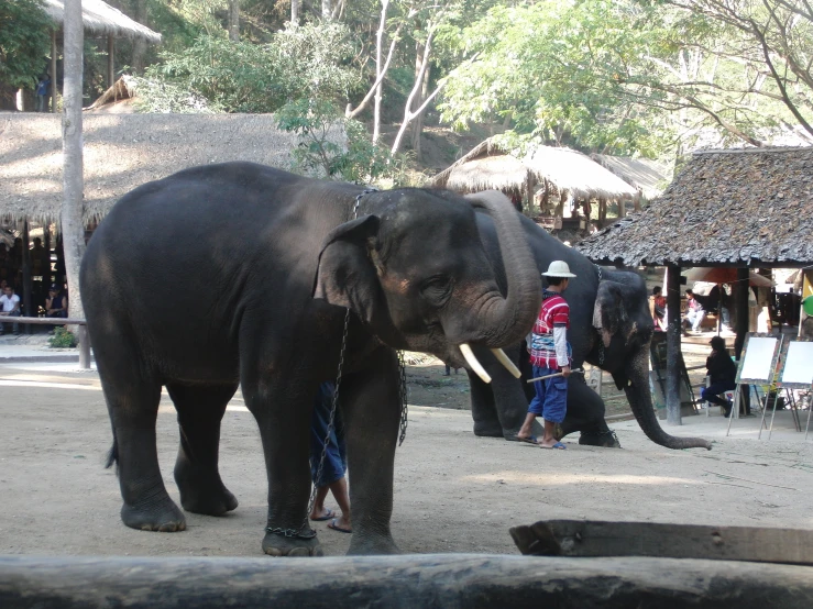 a large elephant standing in an enclosure with people