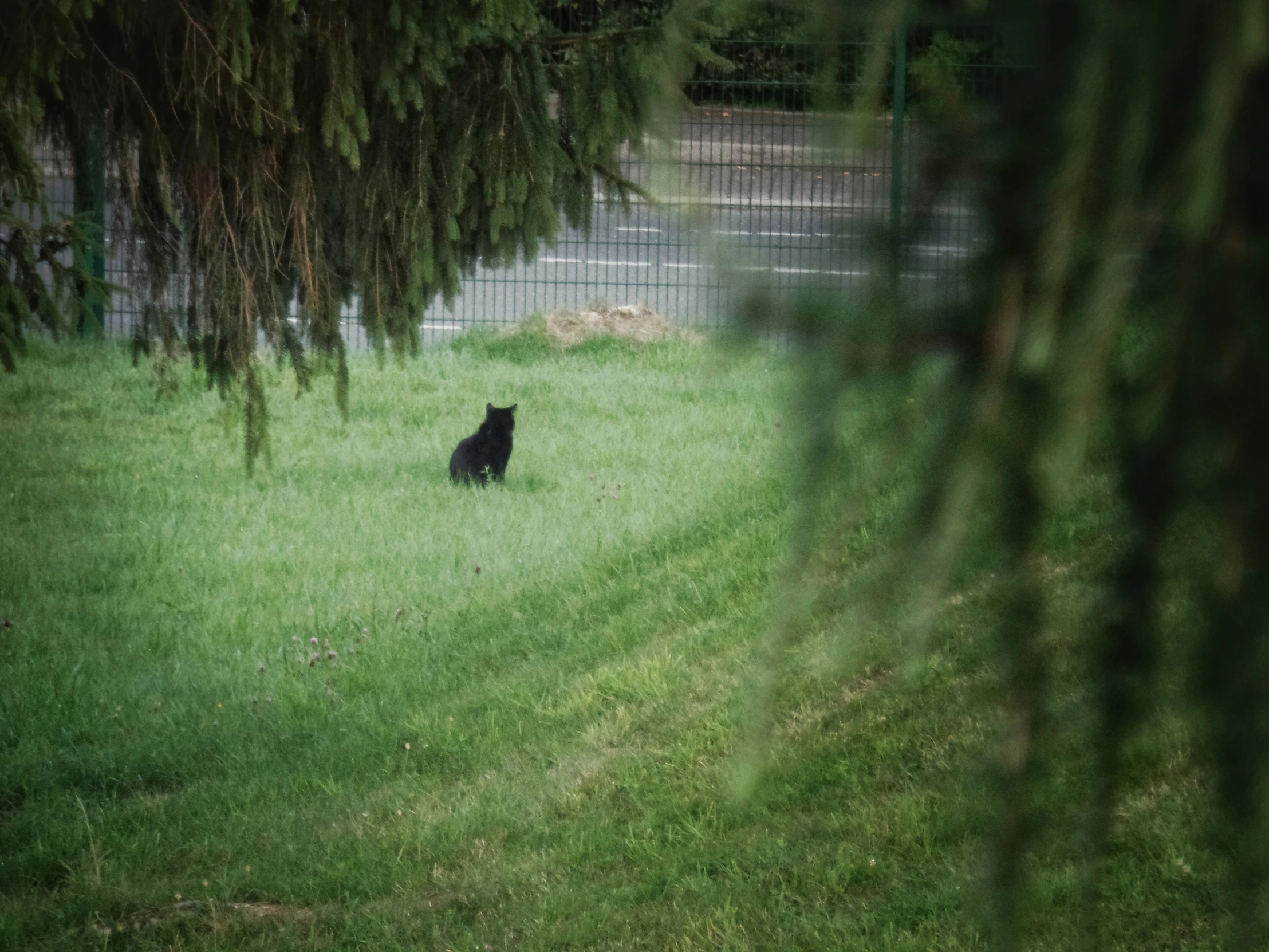 black cat sitting in the middle of a grassy area