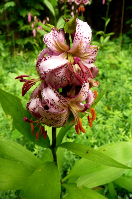 pink and white flowers growing on top of a bush