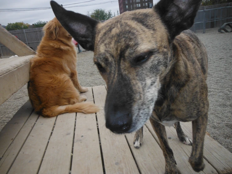 two dogs that are sitting on some wooden