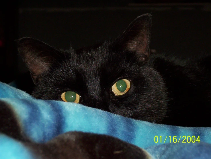 a black cat has big eyes and yellow ears