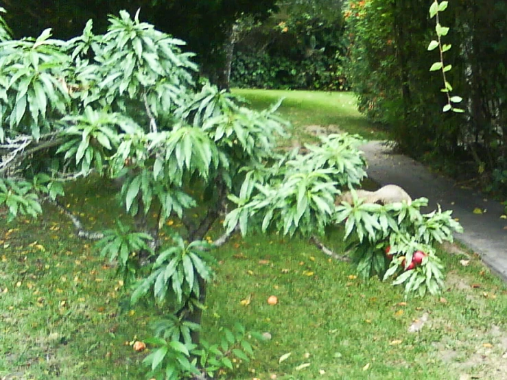 green plants growing up against the side of the road