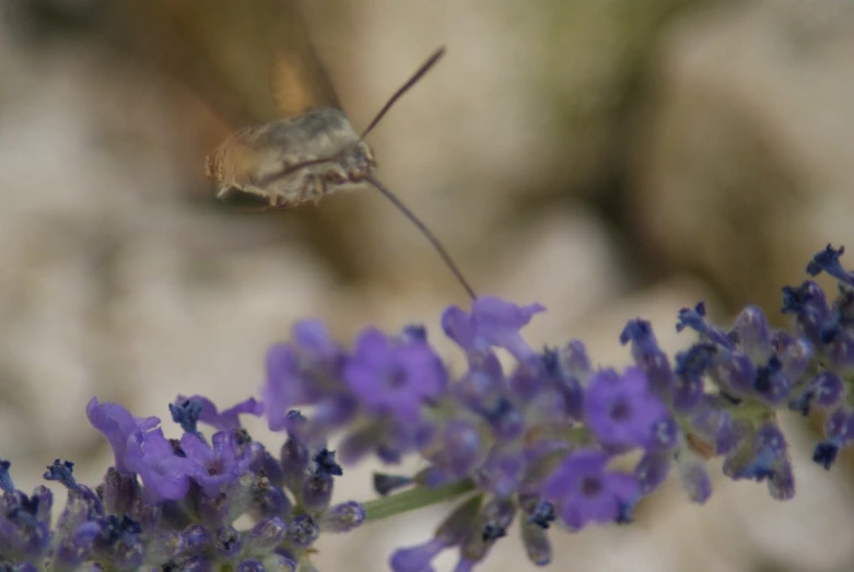 a white and blue flower sitting on top of purple flowers