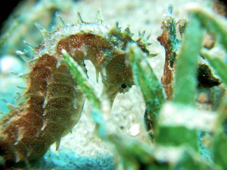 a sea horse in the sand looking out from it's reef