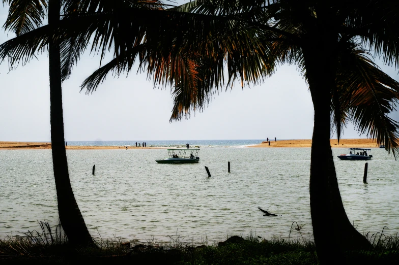 small boats on large, calm lake water in front of palm trees