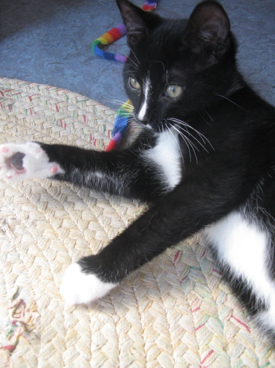 a black and white cat playing with a toy on the floor