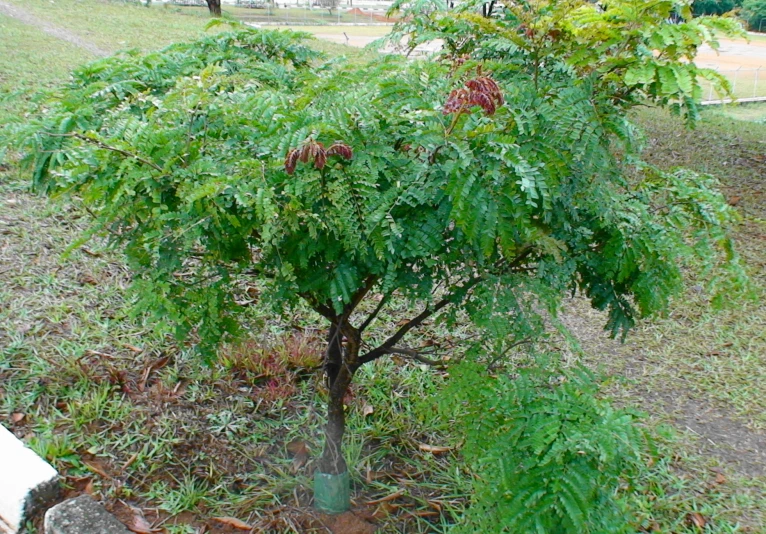 the fruit is growing on a tree in the park