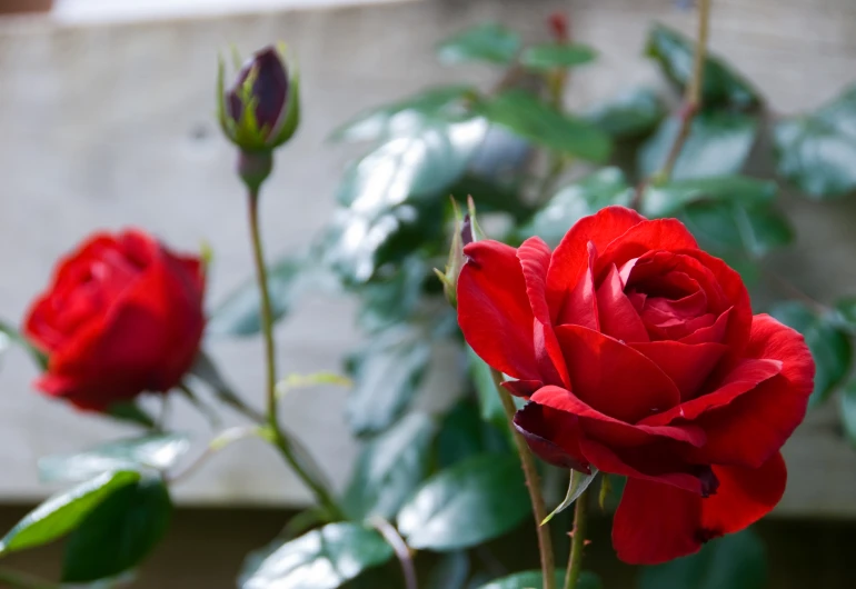 several red roses with leaves near the wall