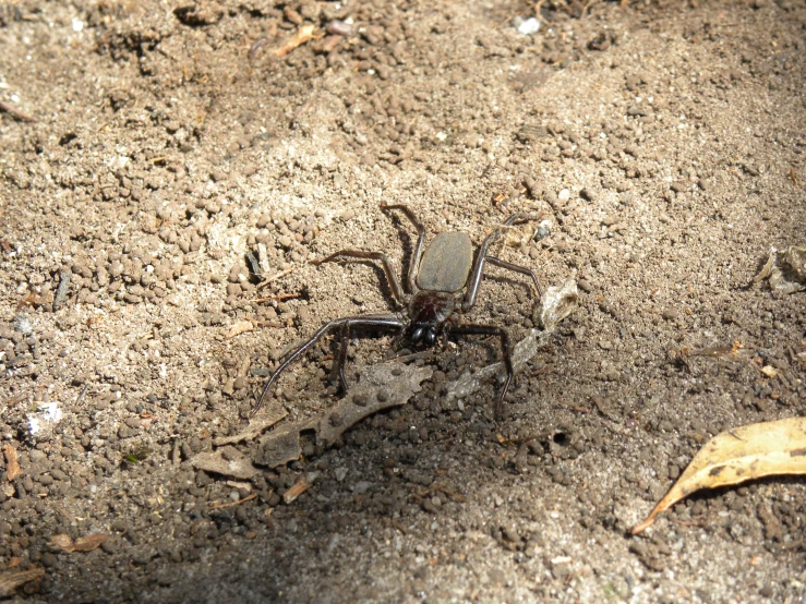 a small spider that is walking across the ground