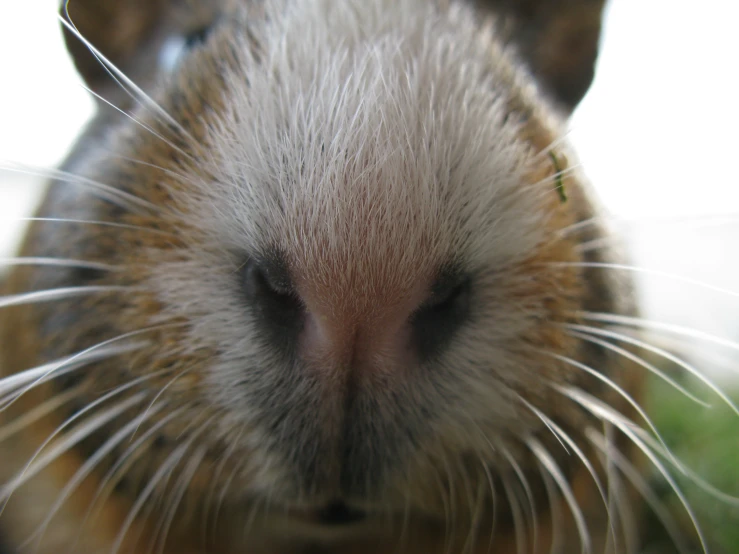 a brown and white animal has his face to the camera