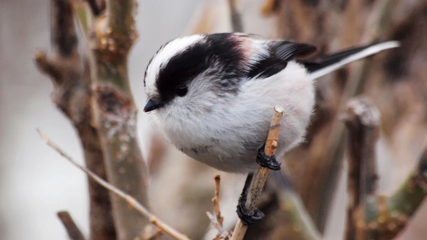 a bird that is sitting on a tree limb