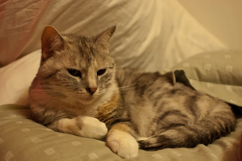 a gray cat is lying on top of a white pillow