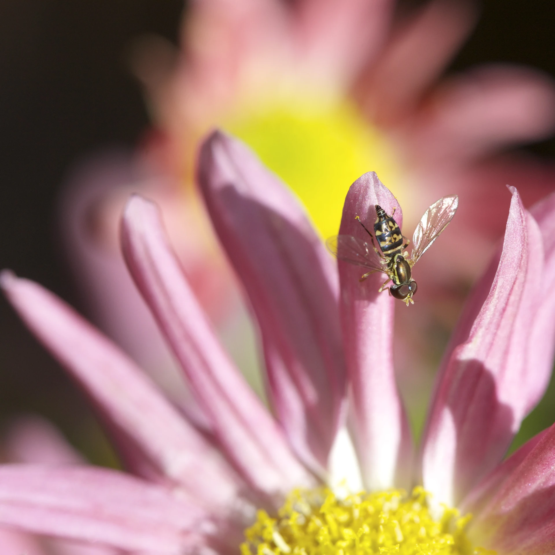 the bee is flying close to the pink flower