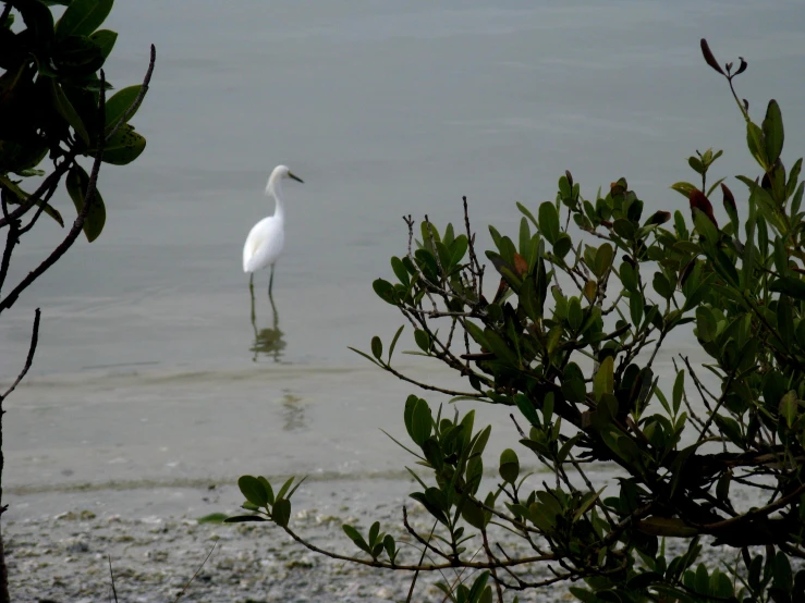 a white bird with long legs in the water