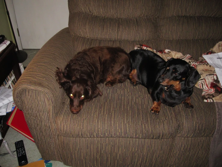 a couple of dogs resting together on a couch