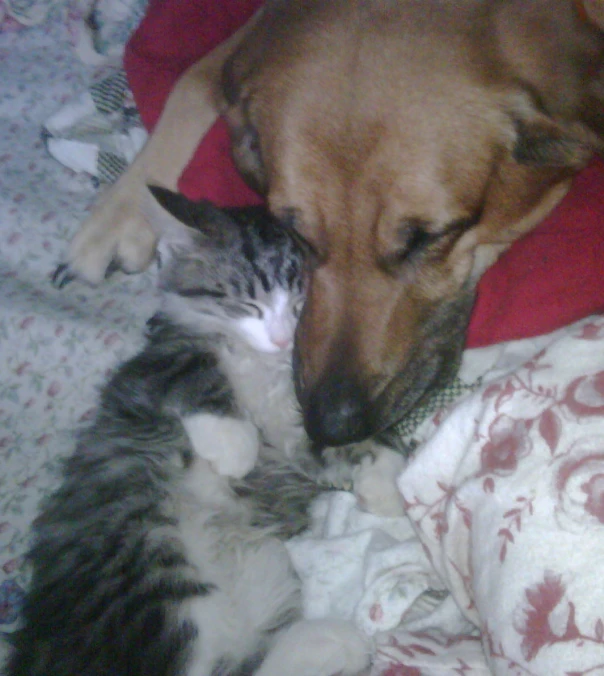 there is a dog laying on the bed next to a cat