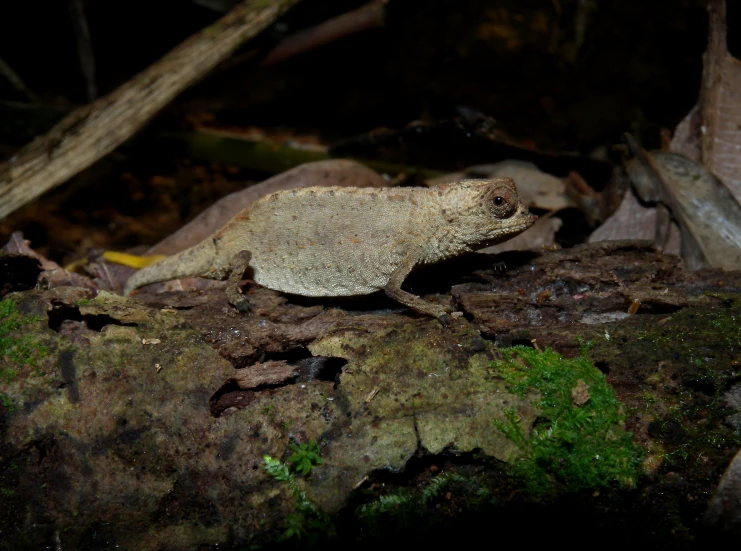 an animal sitting on some moss in the forest