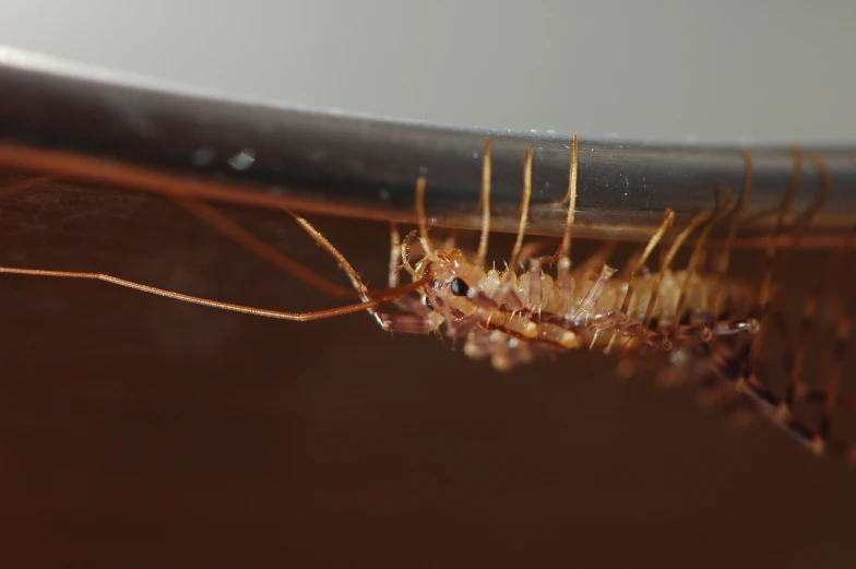 the brown needles of a tennis racquet