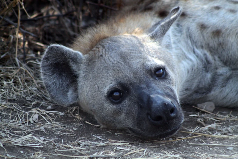 a spotted hyena looks at the camera