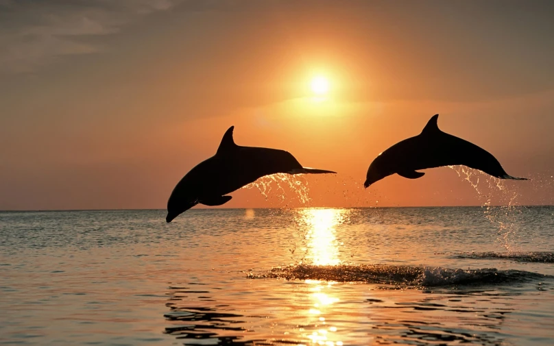the dolphins are jumping in the air to catch a wave