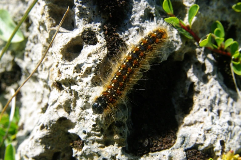 some orange and brown bugs on some rocks and some plants