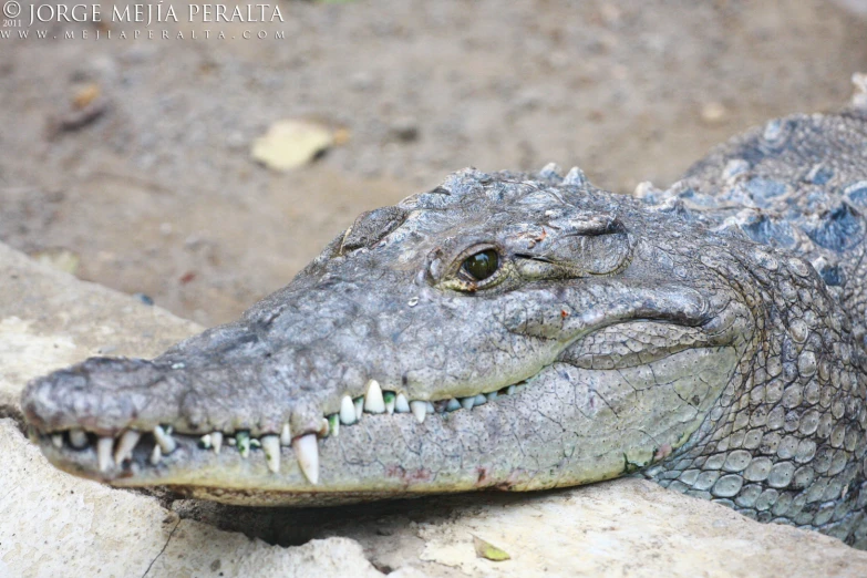 a closeup of a crocodile head with sharp teeth
