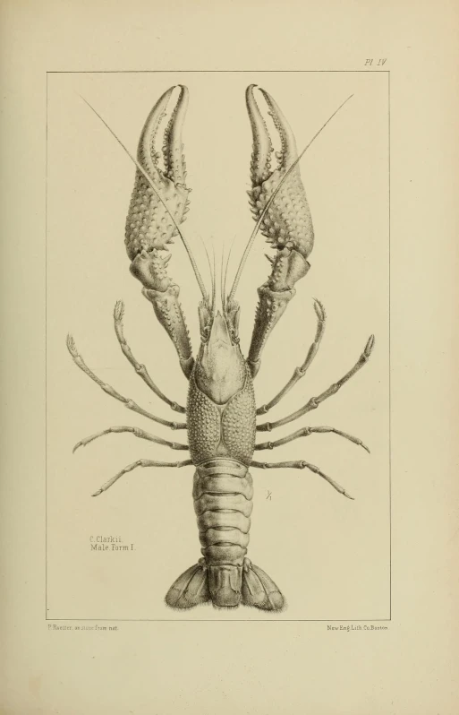 a vintage illustration of a lobster