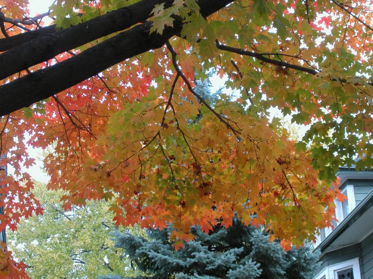 an orange and yellow tree in the foreground