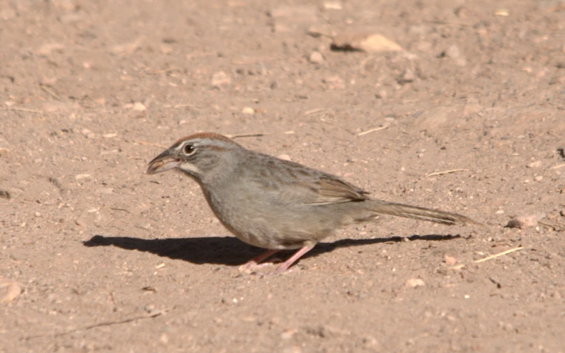 a little gray bird with red feet is walking on some dirt
