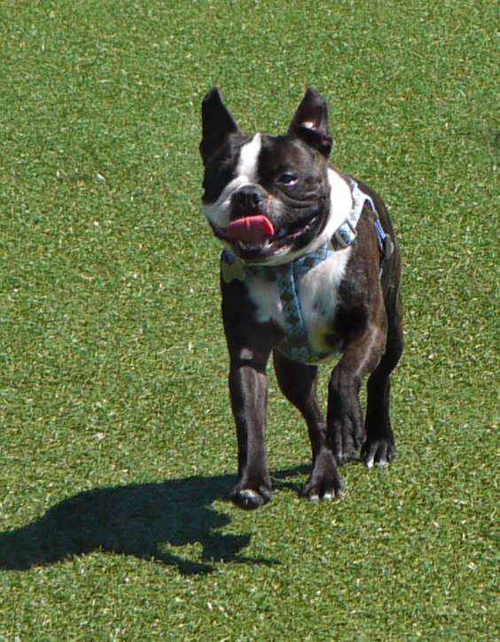 the small black and white dog is running in the grass