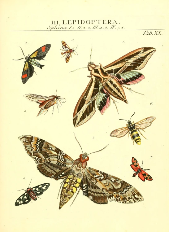 erflies and moths are shown from a print by william t lewis