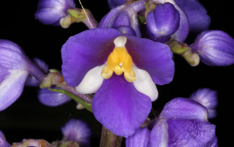 a close up image of a purple flower