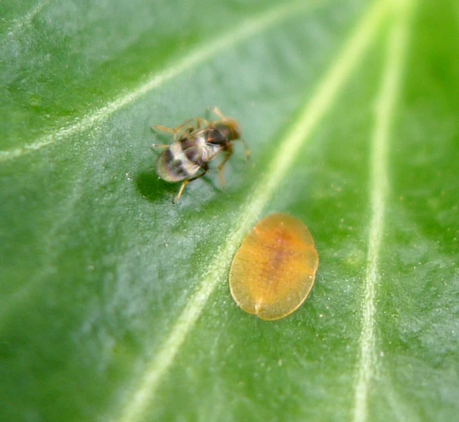 a couple of bees on a green leaf