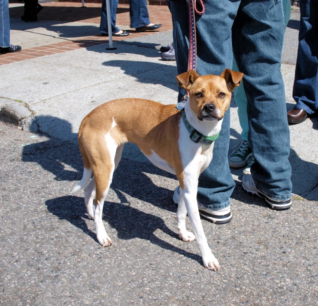 a dog on a leash next to another person standing