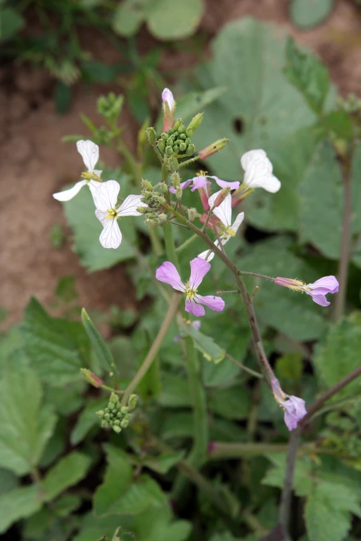 a plant that has many small flowers around it