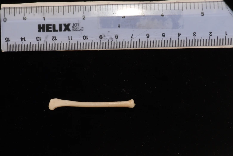 a toy bone is next to a ruler