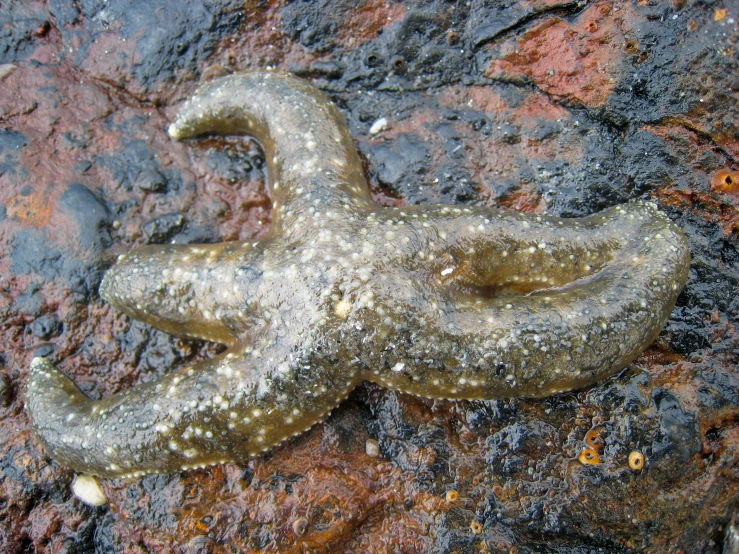 closeup of an animal with black and brown spots sitting on rock